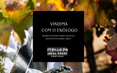 Dia de Vindima com o Enólogo